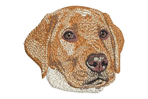 Red Fox Labrador Retriever Puppy